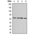 LifeSab™ MSMB Rabbit pAb (50 µl)