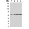 LifeSab™ CD204 Rabbit pAb (50 µl)