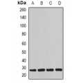 LifeSab™ MYOG Rabbit pAb (50 µl)