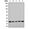 LifeSab™ NUDE Rabbit pAb (50 µl)
