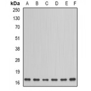 LifeSab™ NDUFA12 Rabbit pAb (50 µl)