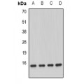 LifeSab™ GRIM19 Rabbit pAb (50 µl)