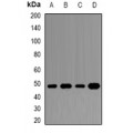LifeSab™ DAX1 Rabbit pAb (50 µl)