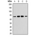 LifeSab™ NR2C1 Rabbit pAb (50 µl)