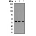 LifeSab™ ORL1 Rabbit pAb (50 µl)