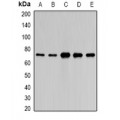 LifeSab™ PAIP1 Rabbit pAb (50 µl)