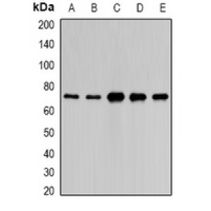 LifeSab™ PAIP1 Rabbit pAb (50 µl)