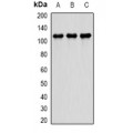 LifeSab™ PDE4D Rabbit pAb (50 µl)