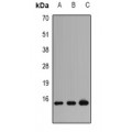 LifeSab™ Profilin 1 Rabbit pAb (50 µl)