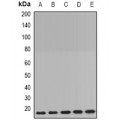 LifeSab™ PPIB Rabbit pAb (50 µl)