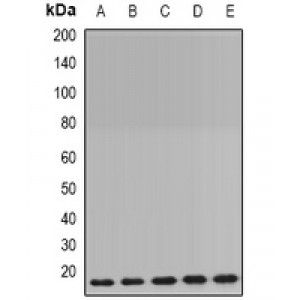 LifeSab™ PPIB Rabbit pAb (50 µl)