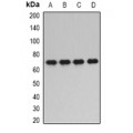 LifeSab™ PPP2R1A Rabbit pAb (50 µl)