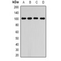 LifeSab™ RALBP1 Rabbit pAb (50 µl)