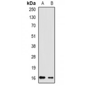 LifeSab™ RHEB Rabbit pAb (50 µl)