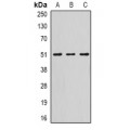 LifeSab™ Serpin A10 Rabbit pAb (50 µl)