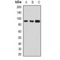 LifeSab™ Serpin G1 Rabbit pAb (50 µl)