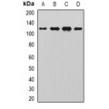 LifeSab™ SNF1LK2 Rabbit pAb (50 µl)