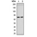 LifeSab™ SPINT1 Rabbit pAb (50 µl)