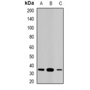 LifeSab™ STAR Rabbit pAb (50 µl)