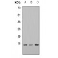 LifeSab™ TCEB2 Rabbit pAb (50 µl)