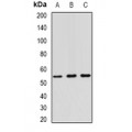 LifeSab™ RNF81 Rabbit pAb (50 µl)