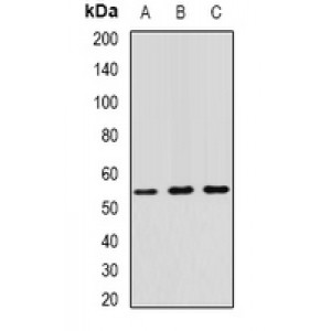 LifeSab™ RNF81 Rabbit pAb (50 µl)