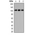 LifeSab™ TTK Rabbit pAb (50 µl)