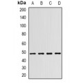 LifeSab™ WIPI1 Rabbit pAb (50 µl)