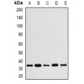 LifeSab™ WNT4 Rabbit pAb (50 µl)