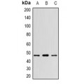 LifeSab™ WNT5B Rabbit pAb (50 µl)