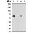 LifeSab™ ZNF145 Rabbit pAb (50 µl)