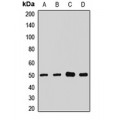 LifeSab™ NHERF1 Rabbit pAb (50 µl)