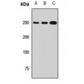 LifeSab™ ZO1 Rabbit pAb (50 µl)