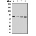 LifeSab™ EAAT2 Rabbit pAb (50 µl)