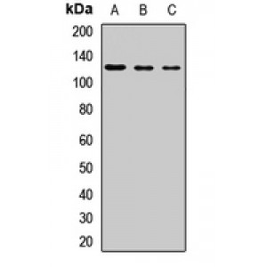 LifeSab™ PIK3CB Rabbit pAb (50 µl)