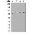 LifeSab™ TRF4 Rabbit pAb (50 µl)