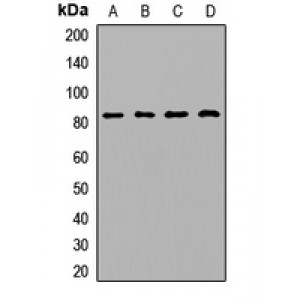 LifeSab™ TRF4 Rabbit pAb (50 µl)