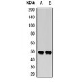 LifeSab™ NGRH2 Rabbit pAb (50 µl)