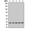 LifeSab™ LRRC59 Rabbit pAb (50 µl)