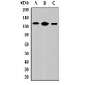 LifeSab™ IL-17RD Rabbit pAb (50 µl)