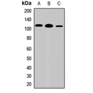 LifeSab™ IL-17RD Rabbit pAb (50 µl)