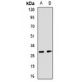 LifeSab™ RGS13 Rabbit pAb (50 µl)