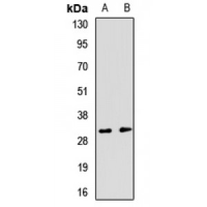 LifeSab™ RGS13 Rabbit pAb (50 µl)