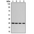 LifeSab™ RPL8 Rabbit pAb (50 µl)