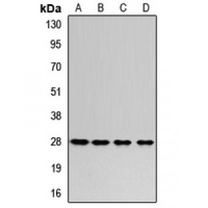 LifeSab™ RPL8 Rabbit pAb (50 µl)