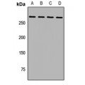 LifeSab™ HARE Rabbit pAb (50 µl)