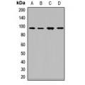 LifeSab™ Dystroglycan Rabbit pAb (50 µl)