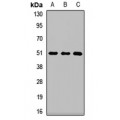 LifeSab™ MAFB Rabbit pAb (50 µl)