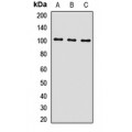 LifeSab™ INSRR Rabbit pAb (50 µl)
