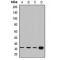 LifeSab™ ATP4B Rabbit pAb (50 µl)